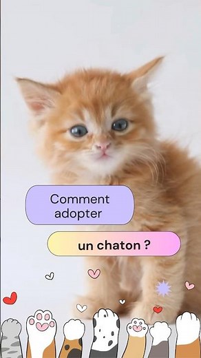 Comment adopter un chaton ? #chaton, #adopteunchat