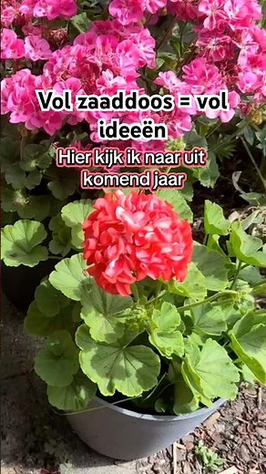 Klaar voor de lente 🌱 | Nieuwe bloemen zaaien