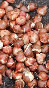 1.1K views · 18 reactions | You know what you won’t regret doing right now?  Planting bulbs for that dreamy spring color! Your future self will thank you after a long winter! #SpringBulbs #GardenTips #FallPlanting #SpringFlowers #GardeningInspo #FlowerGarden #PlantNowBloomLater #GardenLovers #GardeningCommunity #GardenGoals #GardenMagic | The Garden Spot | Facebook