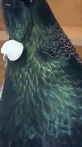 Sound of the Tui ❤❤ 🎥 Nicky Crocker | Move to New Zealand