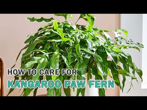 How to care for Kangaroo Paw Fern