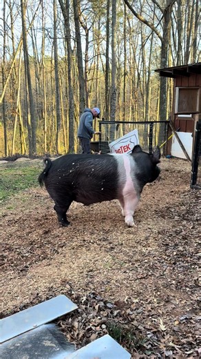 Installing Durable Fencing with Wild Hog Products