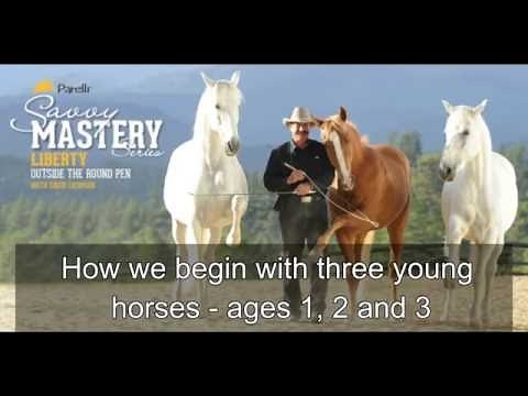 Liberty with Multiple Horses - Training with David Lichman