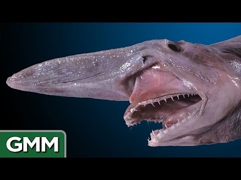 5 Real Life Mythical Beasts