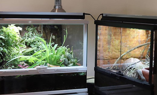 Learn more about our brand new ProT5 light units! The easiest way to install UV-B lighting in or on to you vivarium. Simply either rest on top of a mesh if using with a glass terrarium or easily screw in the clips provided and click in. Comes with a polished reflector and link cable to link up to ten units. | Arcadia Reptile