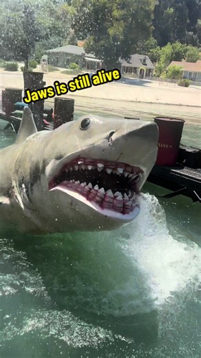 Jaws is still alive at Universal 🎥🦈 Would you dare to get this close? 👀. #jaws #universal #travel #vacation #kids
