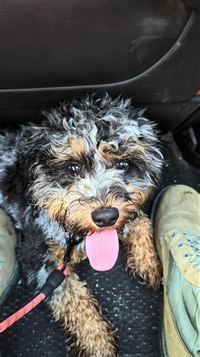 Excited Puppy Has No Idea He's Getting Neutered