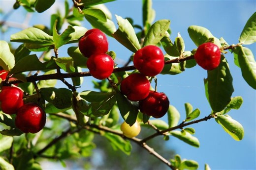 This ‘superfruit’ could be Florida’s newest crop