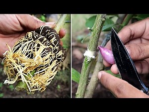 DIY: Air layering Citrus Trees with Onion Juice For Successful Rooting
