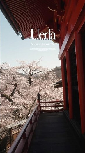 空気が澄んでて桜のいい景色｜長野県上田市🌸🏔️🏞️#長野県 #上田市 #観光スポット #田舎の風景 #桜