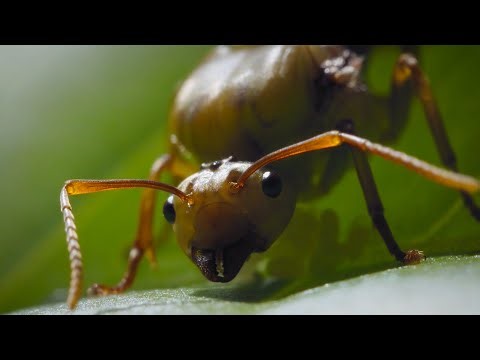 INSECT PREDATORS | Unseen Killers Dominating The Planet | 4K