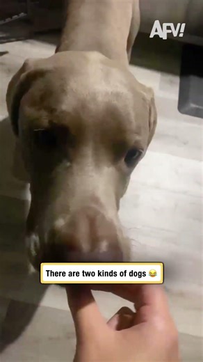 There are two kinds of dogs 😂