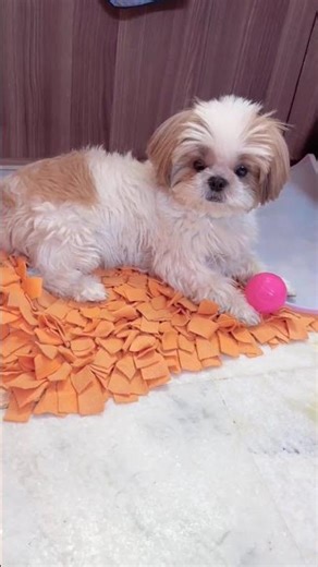 shitzu dogs 🥰🐕‍🦺🦮🐕🐩🐈‍⬛🐈🐺🐶🌹