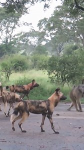 140K views · 387 reactions | Daily African Animals on Reels | Facebook