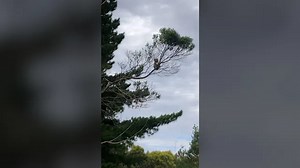 Koala living in roadside tree in Victoria's southwest