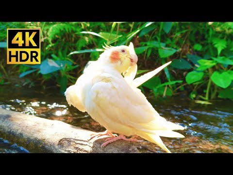 Relaxing Cockatiel Sounds in Wild Nature 🌿 4K HDR Ambient Bird Singing
