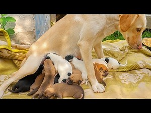 🍼 Heartwarming Rescue: Mama Dog Feeding Her Newborn Puppies 🐶💞 | Educational & Animal Care Story