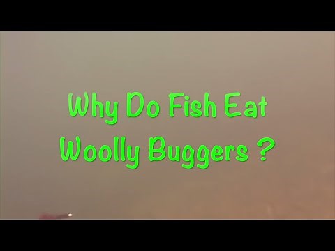 Why Woolly Buggers Catch Fish
