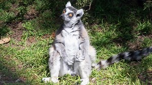 SF Zoo Searches for Missing Lemur