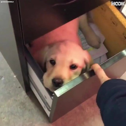 602K views · 8.1K reactions | Every office desk should come with a puppy drawer....  | The Hook | Facebook
