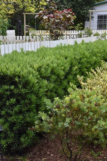 Dwarf Pringles Yew (podocarpus) – 1 Gallon Live Plant - Etsy