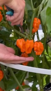 🍅🥬 Tu propia huerta hidropónica en casa #huertaorgánica #hidroponialatinoamerica #Hidroponia #huertourbano #huertoshidroponicos | La agricultura del futuro
