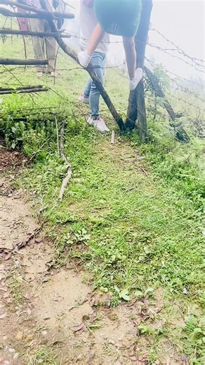 #creatorsearchinsights #foryoupageofficiall #longdistance #❤️❤️🥰 #foryoupage #nepalitiktok #❤️❤️🥰 #missingvibes❤ #nepalitiktok #❤️❤️🥰