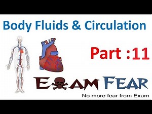 Circulatory System in Animals Video Lecture - NEET