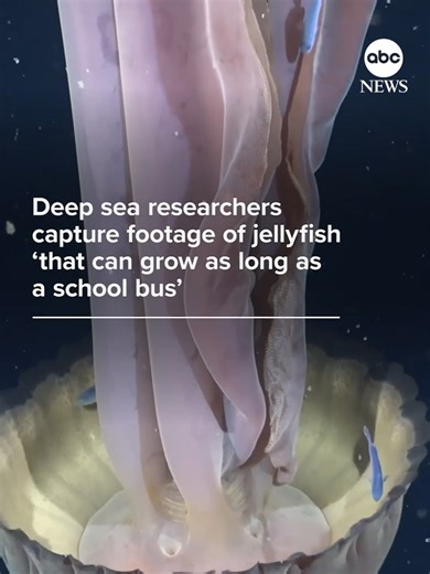Giant Phantom Jellyfish Discovered Near Argentina