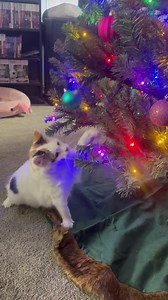 Mallow sometimes lashes out at random objects, and this time she picked the newly hung ornaments. Afterward, she slept for three hours. No harm done, just classic Mallow. 😂 | Rumble