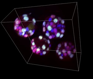 File:Detrimental-Effects-of-Microgravity-on-Mouse-Preimplantation-Development-In-Vitro-pone.0006753.s003.ogv - Wikimedia Commons