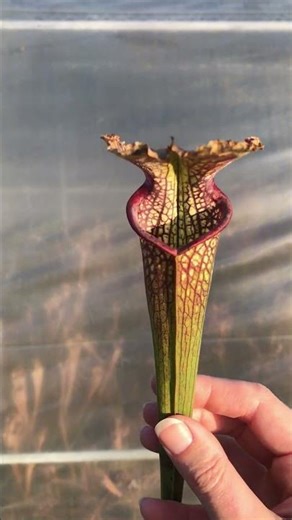 VENUS FLY TRAP carnivorous plants DIONAEA plant #plants #carnivorousplants #exoticplants