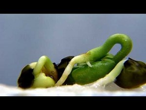 Seed Writing Activities