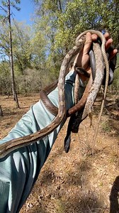 10K views · 170 reactions | These three snakes were found under the same sheet of tin! It's a rat snake, coachwhip, and a racer!  | Justin Doll | Facebook