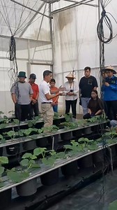 26K views · 650 reactions | ‎Day 7 - Training of Trainers on Smart Farming in Greenhouse Production of Fruit Crops and Leafy Vegetables ‎ ‎#AgriculturalTrainingInstitute Disclaimer: We do not own the right to the music or songs used in this video. All rights belong to the owners. No copyright infringement intended. | Bukid Amara | Facebook