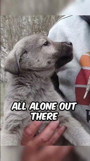 We Rescued a Baby Wolf 🐺😍❤️