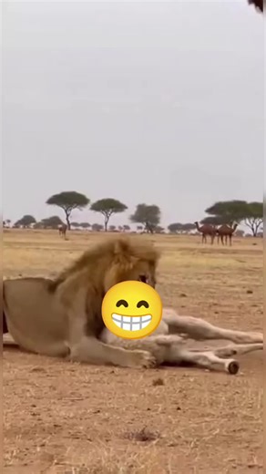 Wow😧 amazing Ai video 100m 🐶🐱🐭🐹🐰🦊🐻🐼🐻‍❄️🐨🐯🦁🐮🐷🐽🐸🐵🐔🐧🐦🐤🦆🦅🦉🦇🐺🐗🐴🦄🐝🪱🐛🦋🐌🐚🦟🐞🐜🪲🦗🕷🕸🐢🐍🦎🦖🦕🦂🦀🦑🐙🦞🦐🐠🐟🐡🐬🦈🐊🐆🐅🦓🦬🐃🐂🐄🦌🦛🐪🦒🦘🦣🦏🦍🐖🦙🐐🐏🐕🐩🦮🐈‍⬛🪶🐓🦤🦚🦜🦢🦩🕊🐇🐁🦝🦥🦡🦫🐾🐲 wow amazing this ai real video 100m view 🔥 #animalsoftiktok #ai #wildlife #petlife #Nature