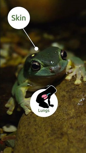 Want to Know Some Amazing Things About Frogs? 🐸