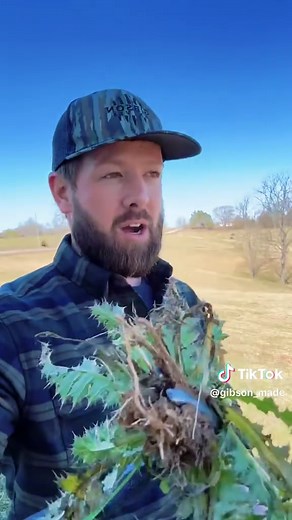 Effective Weed Removal Techniques for Your Garden