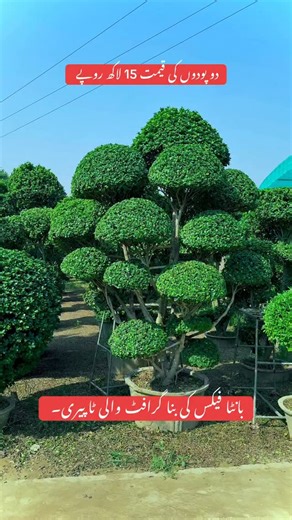 These are not just plants — they are the pride and beauty of your garden, lawn, or farmhouse. | Plants Paragon Pattoki