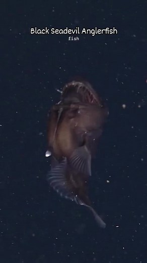 Black Seadevil: Deep-Sea Anglerfish Facts
