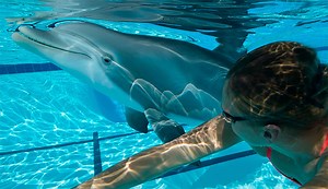 Hyper-Realistic Animatronic Dolphins Might Change the Marine Park Industry Forever