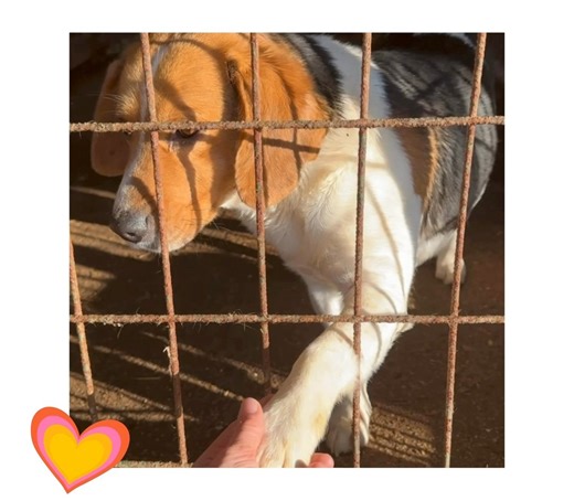Betyár, Beagle-Mischling, ca. 2 Jahre alt. Er wurde bereits 2x wieder in die Tötungsstation zurückgebracht 😢 weil er Beagle-typisch jagt. Dieser hübsche Rüde ist extrem liebenswert, sozial, freundlich und versteht sich auch mit Artgenossen 🥰 Wenn du Batyár gerne eine Pflegestelle oder gleich ein Für-immer-Zuhause schenken möchtest, dann bitte am besten gleich unseren Interviewbogen (Datenschutzerklärung) ausfüllen und wir melden uns bei dir so bald wie möglich. https://www.proanimal.at/kontakt