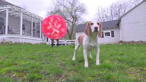 Brave dog battles massive tomato invasion and survives chaos