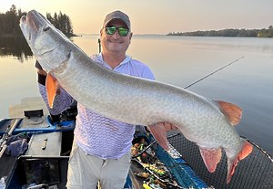 Figure 8 fish are really awesome and are huge part of musky fishing. This 51" from last summer is going to be spotlighted in my seminar at the Musky Road Rules events this weekend. Come by @sportsmansrepair in Mosinee, WI on Saturday Feb. 3, 2024 or at at @thornebros in Blaine, MN on Sunday Feb. 4, 2024. We have a great cast of speakers are both events. Check out the website by clicking below. You can also sign up on the site or at the event. http://www.muskyroadrules.com/cabin-fever-clinics.htm