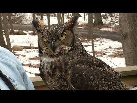 All About Owls