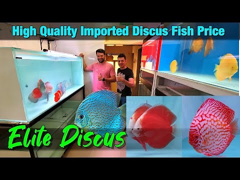 Elite Discus I Discus Fish For Sale I Imported Discus Fish Price