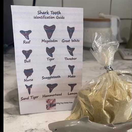 Shark Tooth Fossil Dig Kit - Etsy
