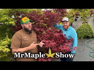 Acer palmatum 'Waveleaf’ Purple Reticulated Variegated Japanese Maple