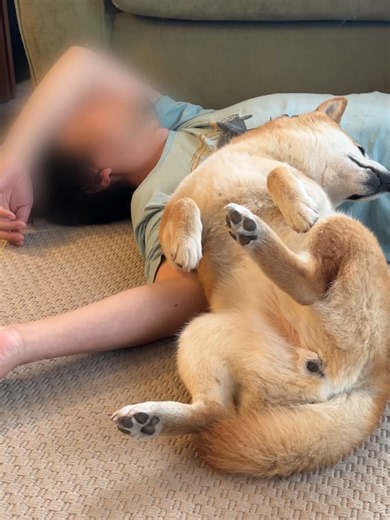 山では無敵なのに病院では震えが止まらない柴犬ナラ4K - 01